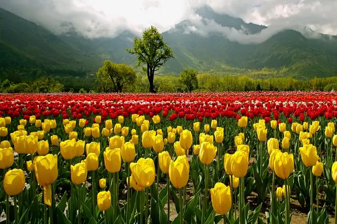 Things to Do in Srinagar in April Besides Tulip Garden 