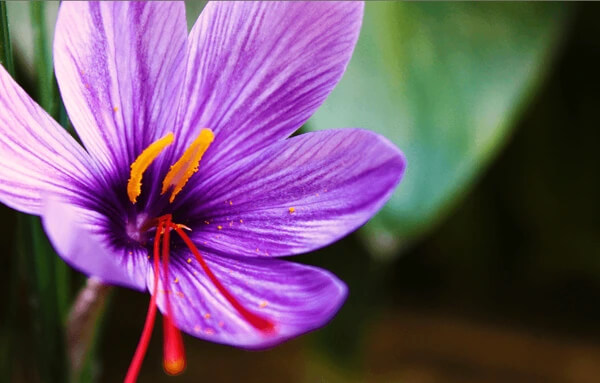 Kashmir Nirvana made our romantic getaway a dream come true.