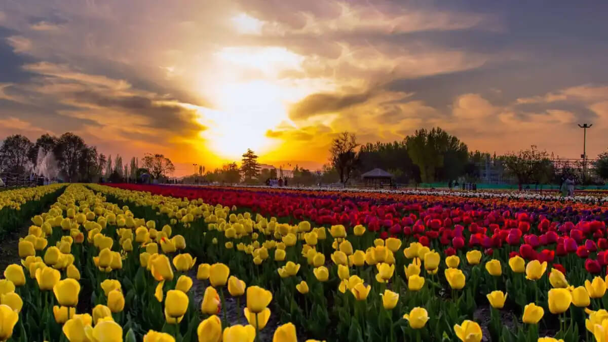 Weather in Srinagar During Tulip Festival – What to Expect 2026