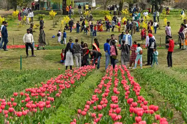 Kashmir Spring Tulip Festival vibrant tulips in Indira Gandhi Garden