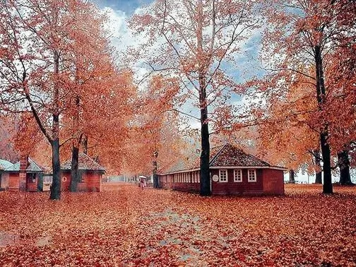 Golden Chinar Day Tour – Autumn in Kashmir