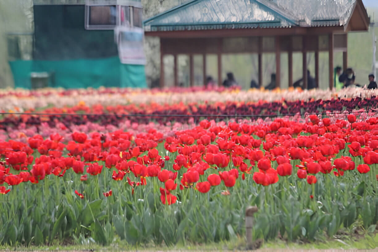 Asia's largest Tulip Garden in Srinagar with colorful tulip beds and Zabarwan mountain backdrop near Dal Lake