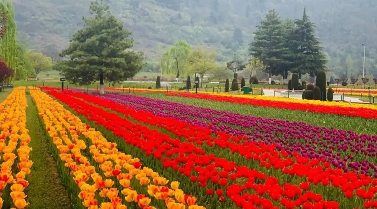 Asia’s largest tulip garden Indira Gandhi Garden in full bloom
