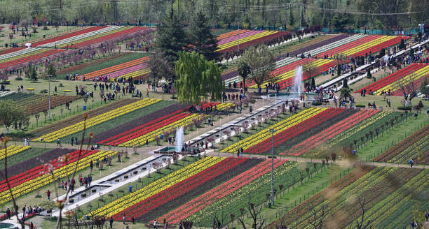 Overhead drone shot of Tulip Garden Srinagar’s symmetrical tulip beds in rainbow hues.