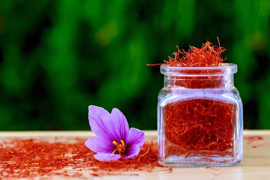 why-tourists-love-kashmir-saffron-harvesting