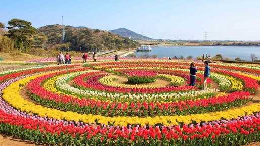 Tourists Enjoying Kashmir Tulip Festival 2025 – Best Spring Tour Experience