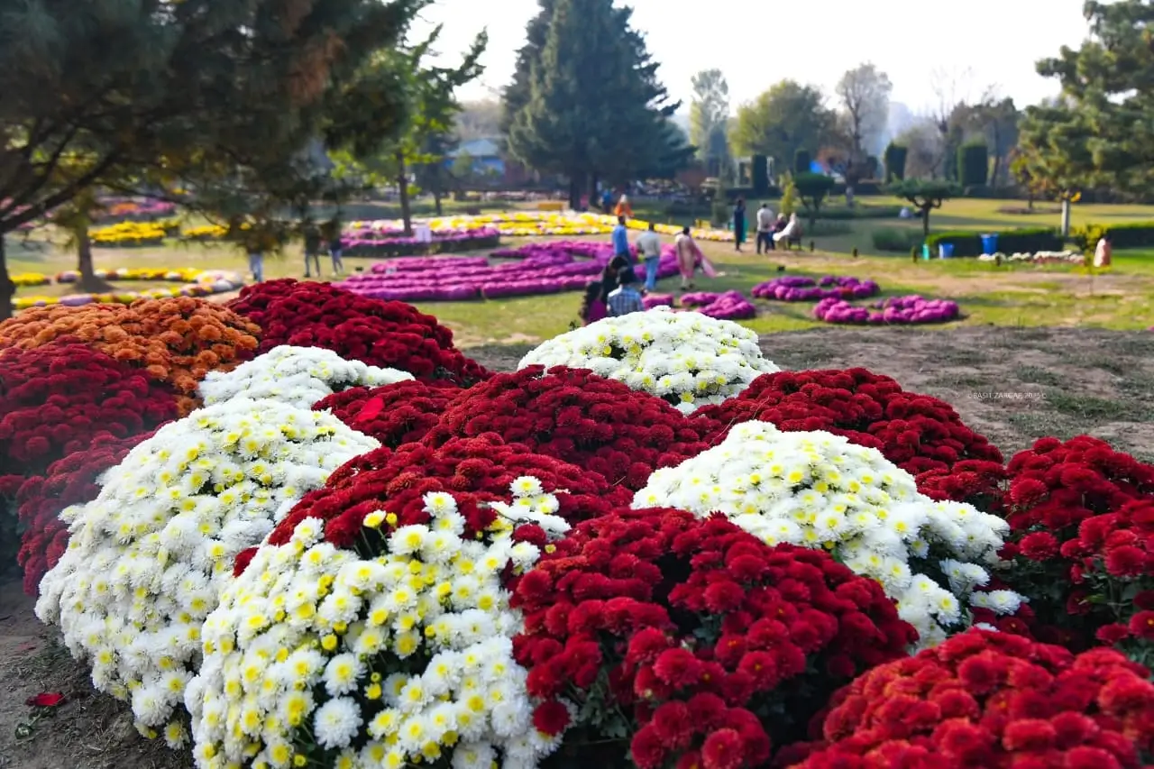 Blog Post Outline: "All About Kashmir's New Chrysanthemum Theme Park: Bagh-e-Gul-e-Dawood Unveiled in Autumn 2025