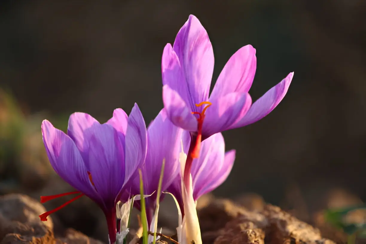 Best Time to Visit Kashmir for Saffron Harvesting | Complete Guide
