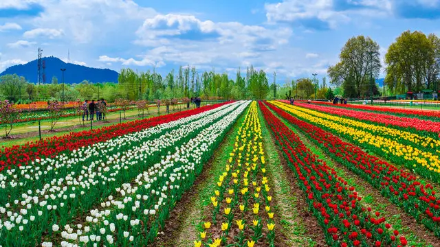 Kashmir Tulip Garden 2025 – Asia’s Largest Tulip Festival in Full Bloom