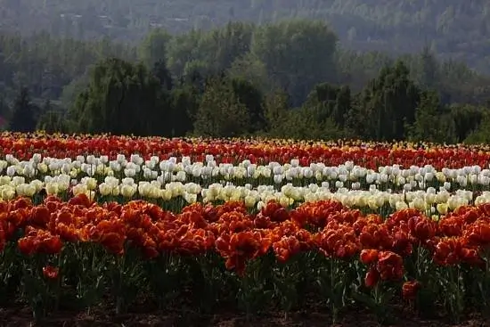Best Time Tulip Garden Kashmir Full Bloom 2026: Srinagar Guide
