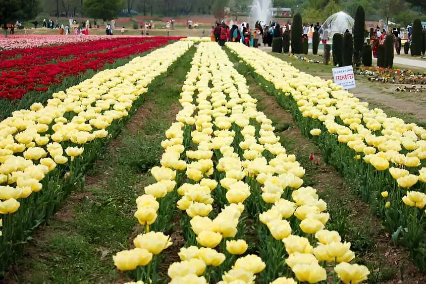 Vibrant Tulip Fields in Kashmir – Must-Visit Spring Destination 2025