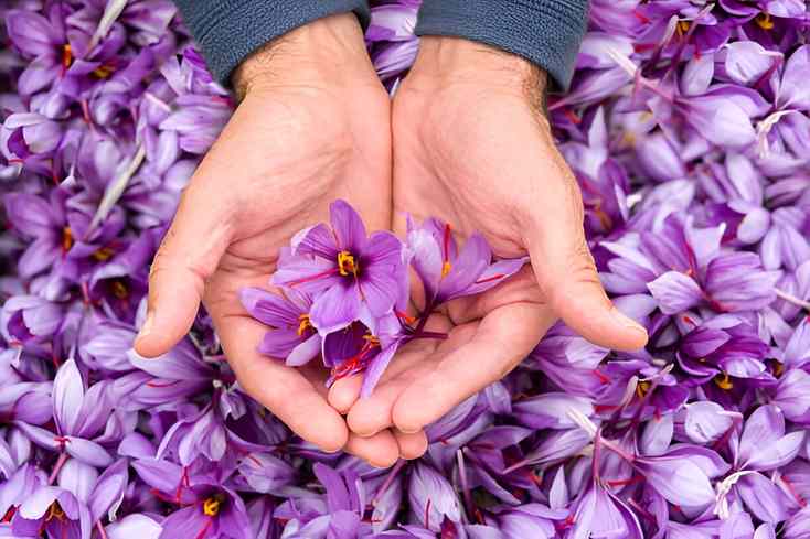 History of Saffron Cultivation in Kashmir