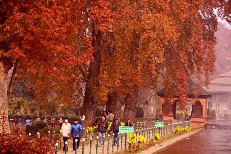 Kashmir Autumn Itinerary: 7-Day Plan for Chinar Season 2026