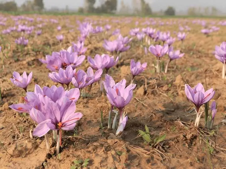 Saffron Harvest Magic: A Sensory Journey Through Pampore’s Purple Fields
