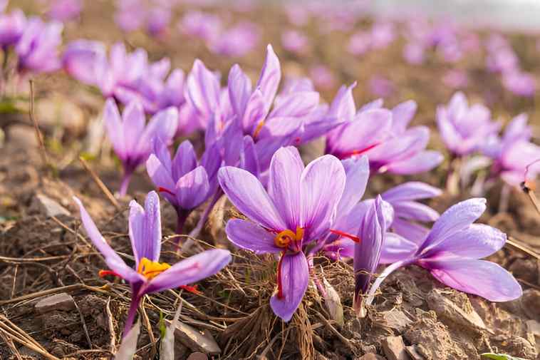 How Saffron is Harvested: An Inside Look at Kashmir's Iconic Crop