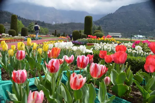 A Beginner's Guide to Visiting Kashmir Tulip Garden | Travel Tips