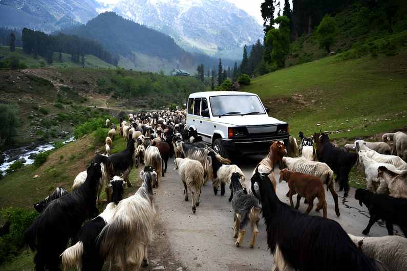 A-beautiful-view-of-flock-of-sheeps-crossing-road-in-romatic-tour-to-kashmir