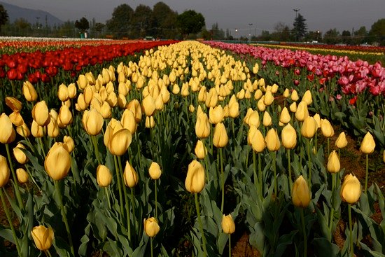 Kashmir Spring Tour Package Tulip Festival Srinagar Srinagar Tulip Garden Package